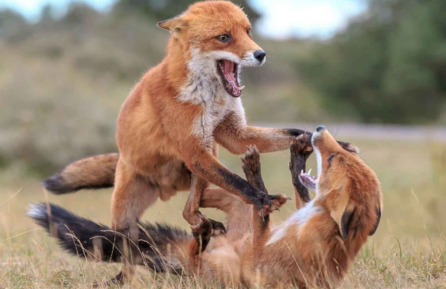 
        Зачем лисы открывают рты&nbsp;и&nbsp;встают на&nbsp;задние лапы, когда ссорятся    