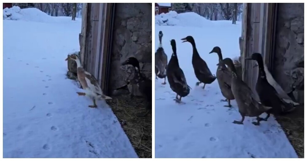 Погуляли и хватит
Погуляли и хватит