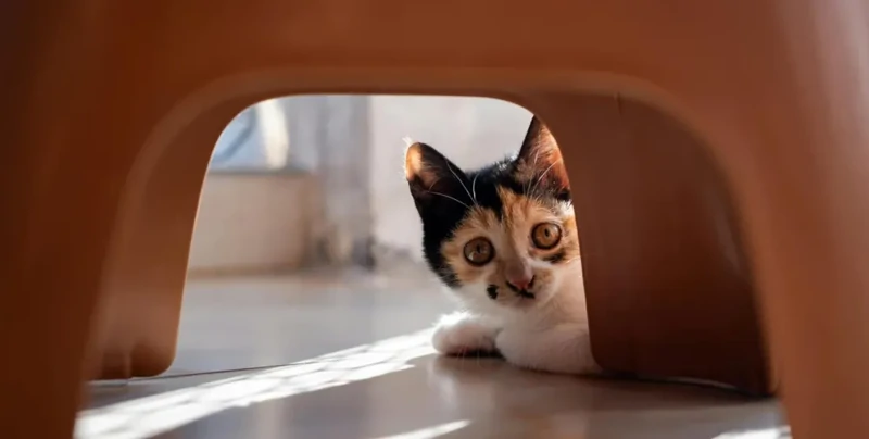 Мужчина не мог найти кошку в доме и обнаружил её в неожиданном месте
Мужчина не мог найти кошку в доме и обнаружил её в неожиданном месте