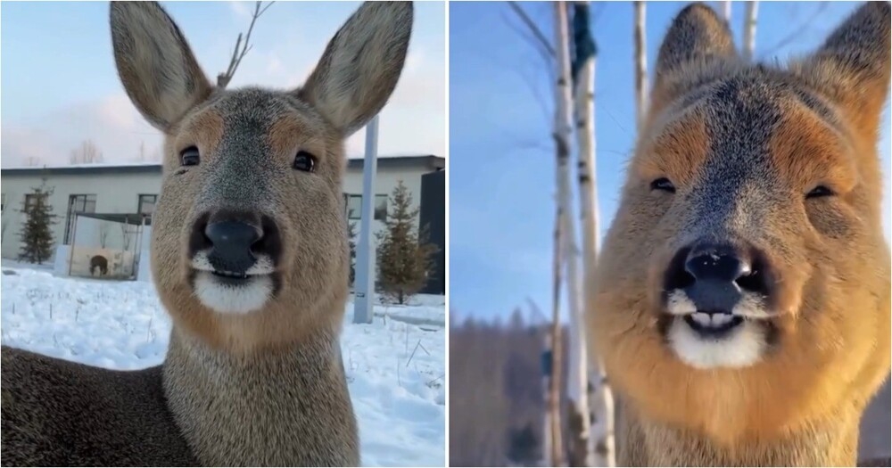 
        Сибирская косуля резко меняет внешний вид&nbsp;в&nbsp;зависимости от&nbsp;сезона    