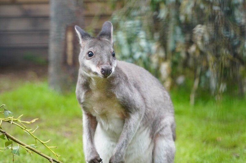 
        Московский зоопарк установил мировой рекорд по&nbsp;числу представленных видов животных    