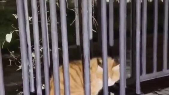 
        Спасательная операция с&nbsp;рыжим котом пошла не&nbsp;по&nbsp;плану    