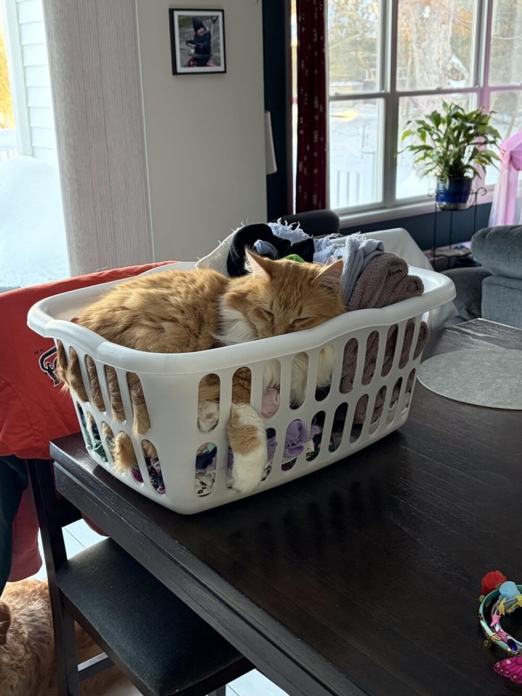 
        20&nbsp;примеров занятий котиков, считающих, что&nbsp;их&nbsp;никто не&nbsp;видит    