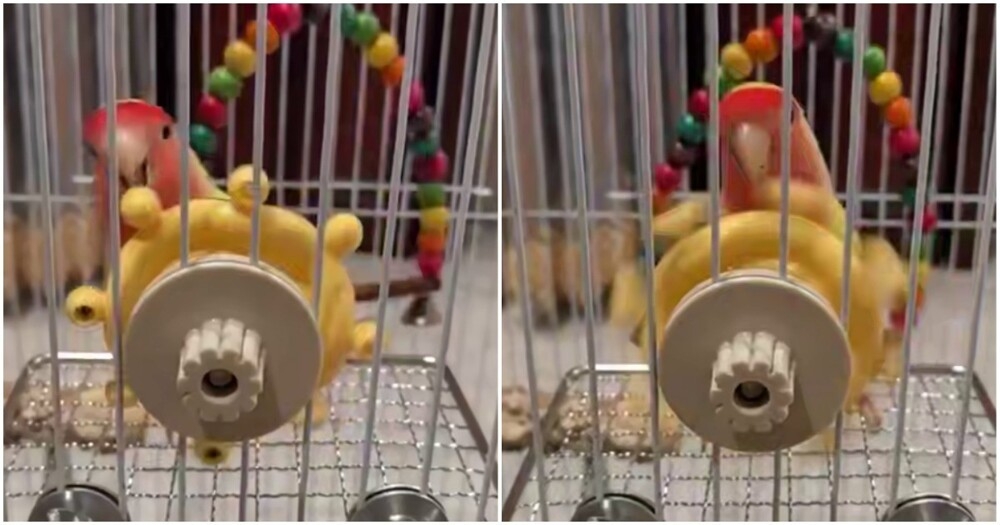 
        Игрушка разбудила в&nbsp;попугае пирата    