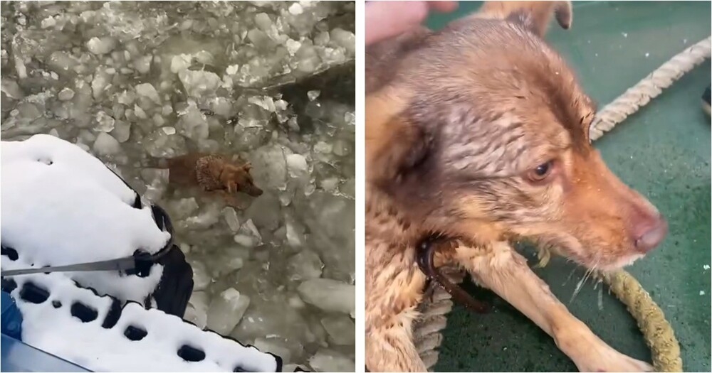 
        Российские моряки спасли собаку, застрявшую в&nbsp;ледяной воде    