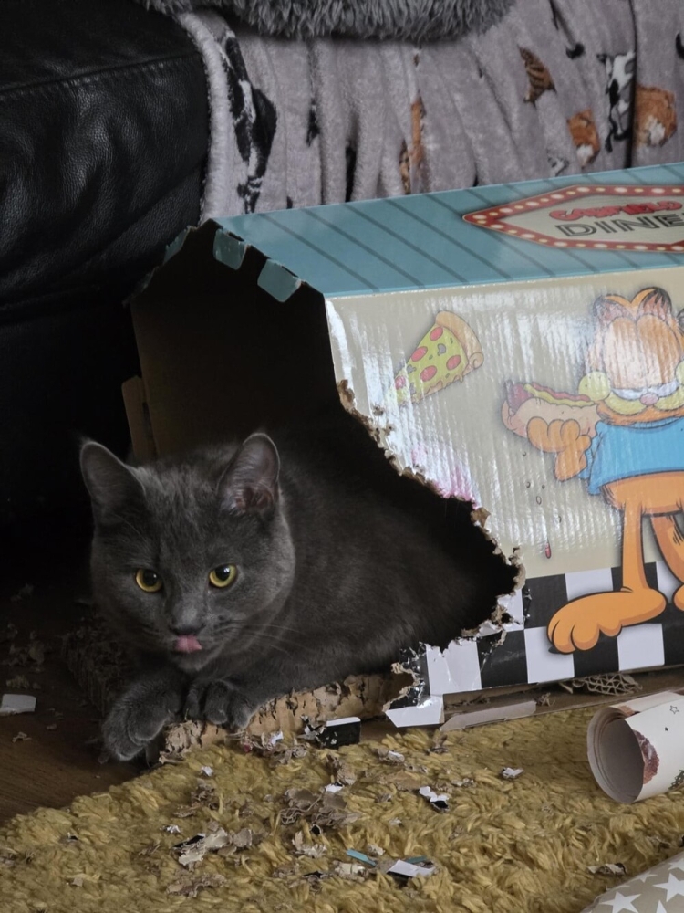 25 котиков, которые следят за дедлайнами и настроением
25 котиков, которые следят за дедлайнами и настроением