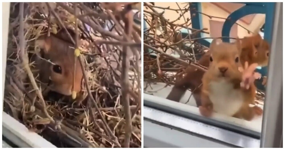 
        Белка построила себе убежище за&nbsp;окном жилого дома    