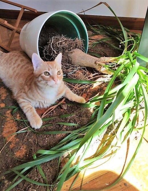 
        25&nbsp;вдохновляющих пушистых помощников, которые властвуют в&nbsp;домах и&nbsp;сердцах    