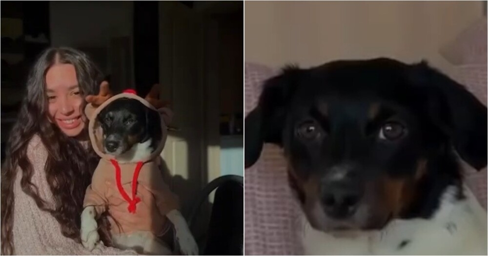 
        Постель как&nbsp;источник инфекции: девушка два&nbsp;месяца лечилась из-за собаки    