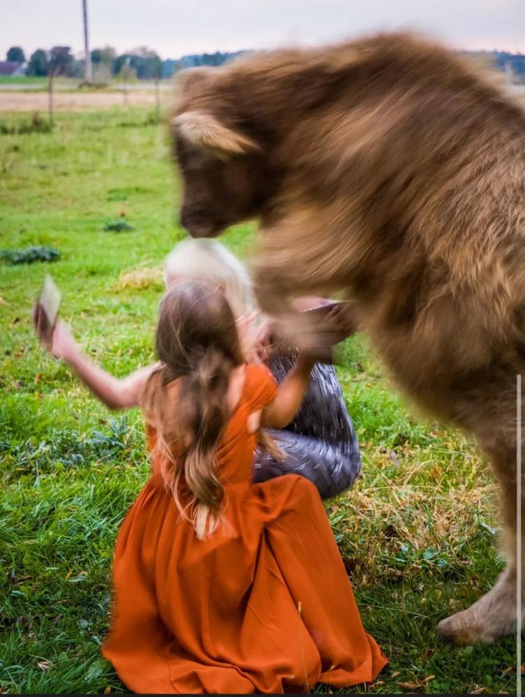 Корова напала на мать невесты посреди церемонии
Корова напала на мать невесты посреди церемонии