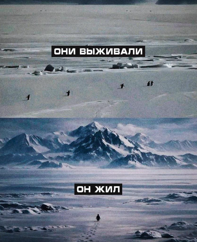 Пингвин-нигилист, который понял жизнь (6 фото + 2 видео) Пингвин-нигилист, который понял жизнь (6 фото + 2 видео)