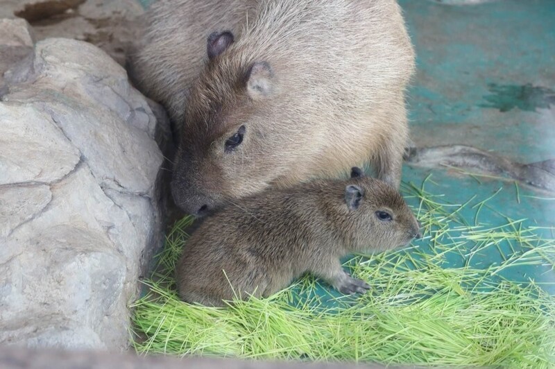 
        Московский зоопарк установил мировой рекорд по&nbsp;числу представленных видов животных    