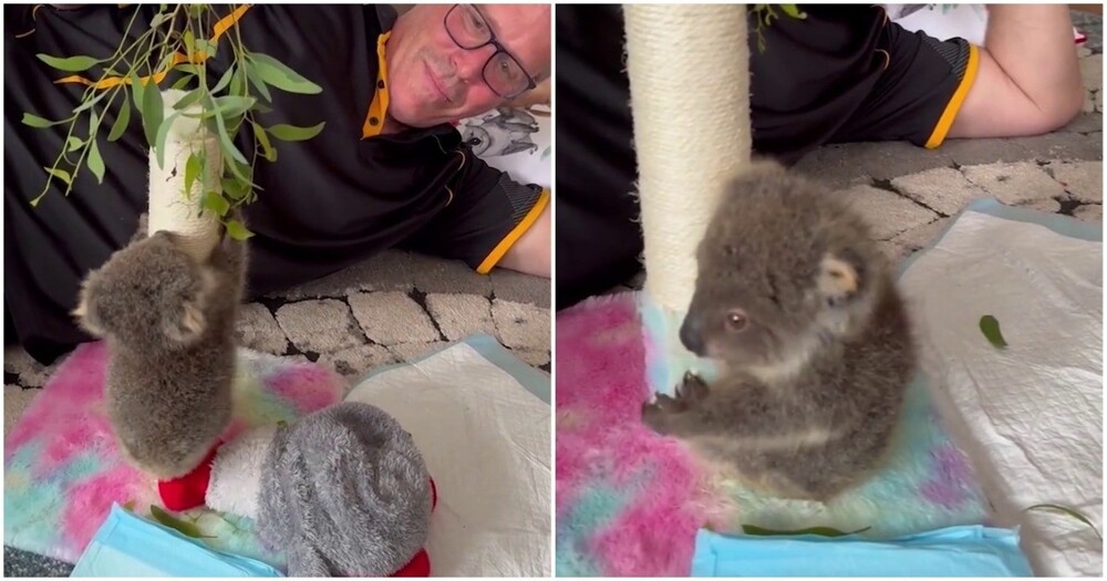 
        Коала осваивает лазание по&nbsp;деревьям    