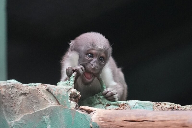 
        Московский зоопарк установил мировой рекорд по&nbsp;числу представленных видов животных    