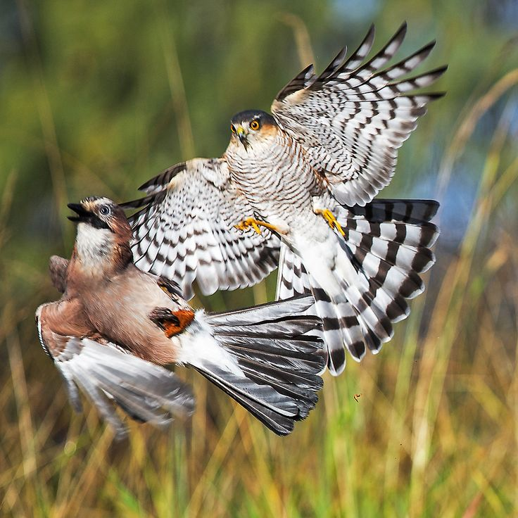 Ястреб-перепелятник: грозный маленький хищник
Ястреб-перепелятник: грозный маленький хищник