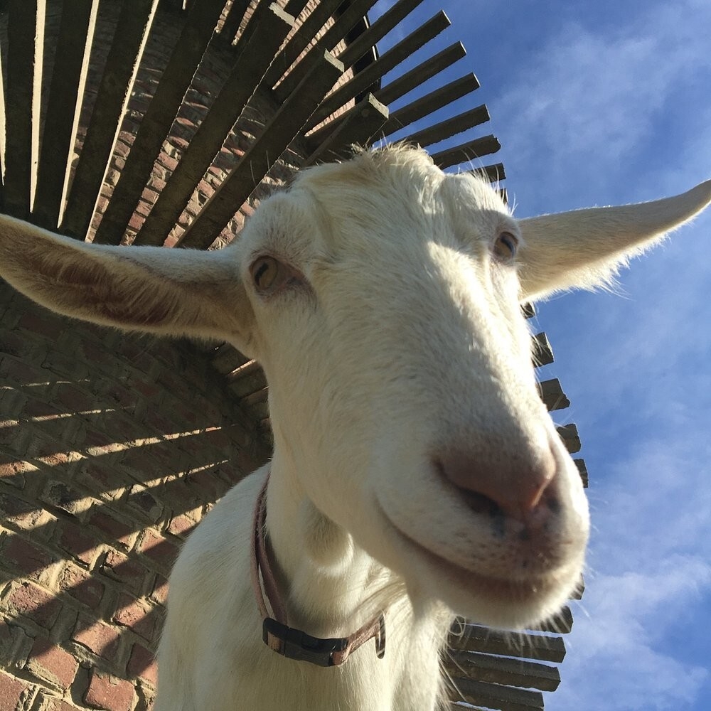 Тайная башня козьей радости в Иллинойсе
Тайная башня козьей радости в Иллинойсе