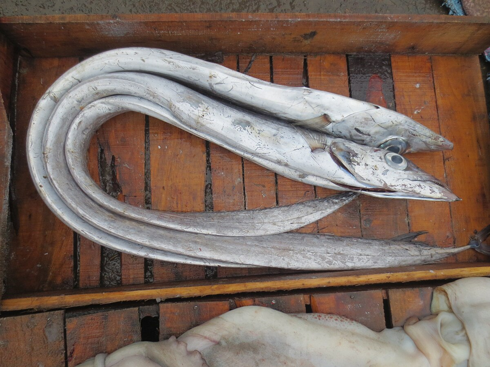 
        Рыба-сабля: её&nbsp;тело словно отлито из&nbsp;металла    