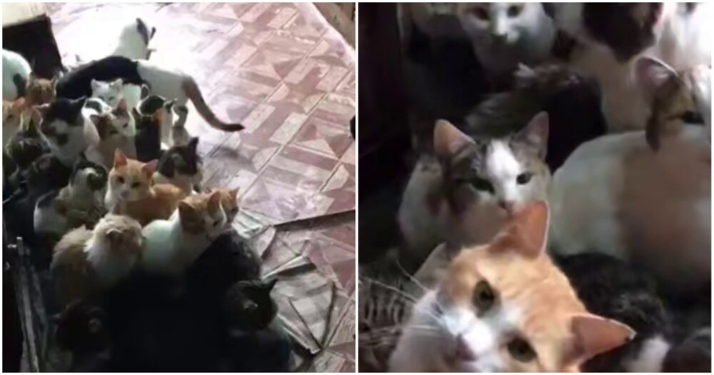 
        Мужчина пожалел уличных кошек, страдающих от&nbsp;холода    