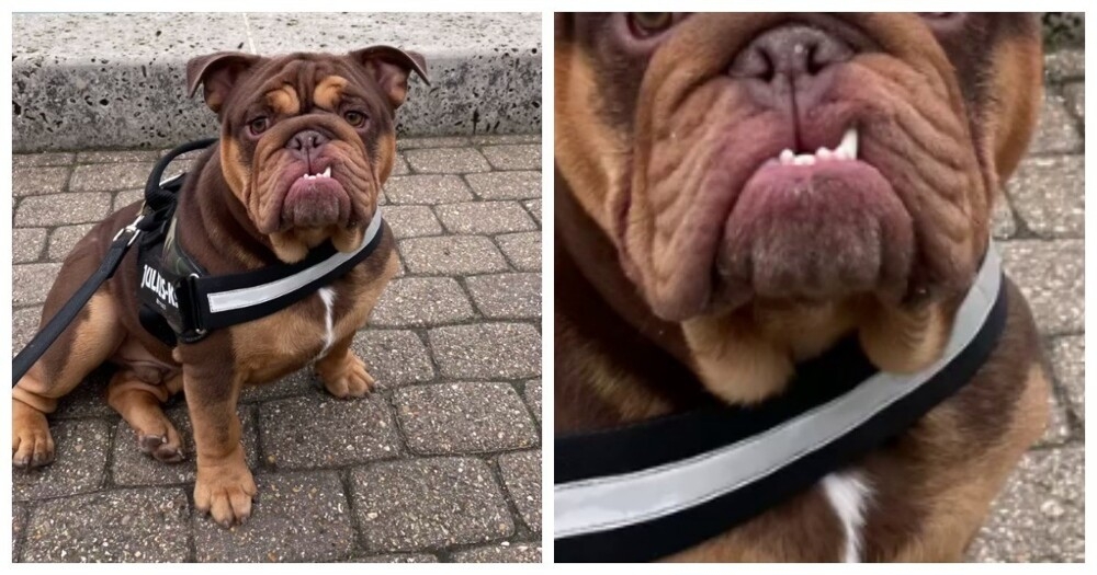 Пёс с голливудской улыбкой
Пёс с голливудской улыбкой