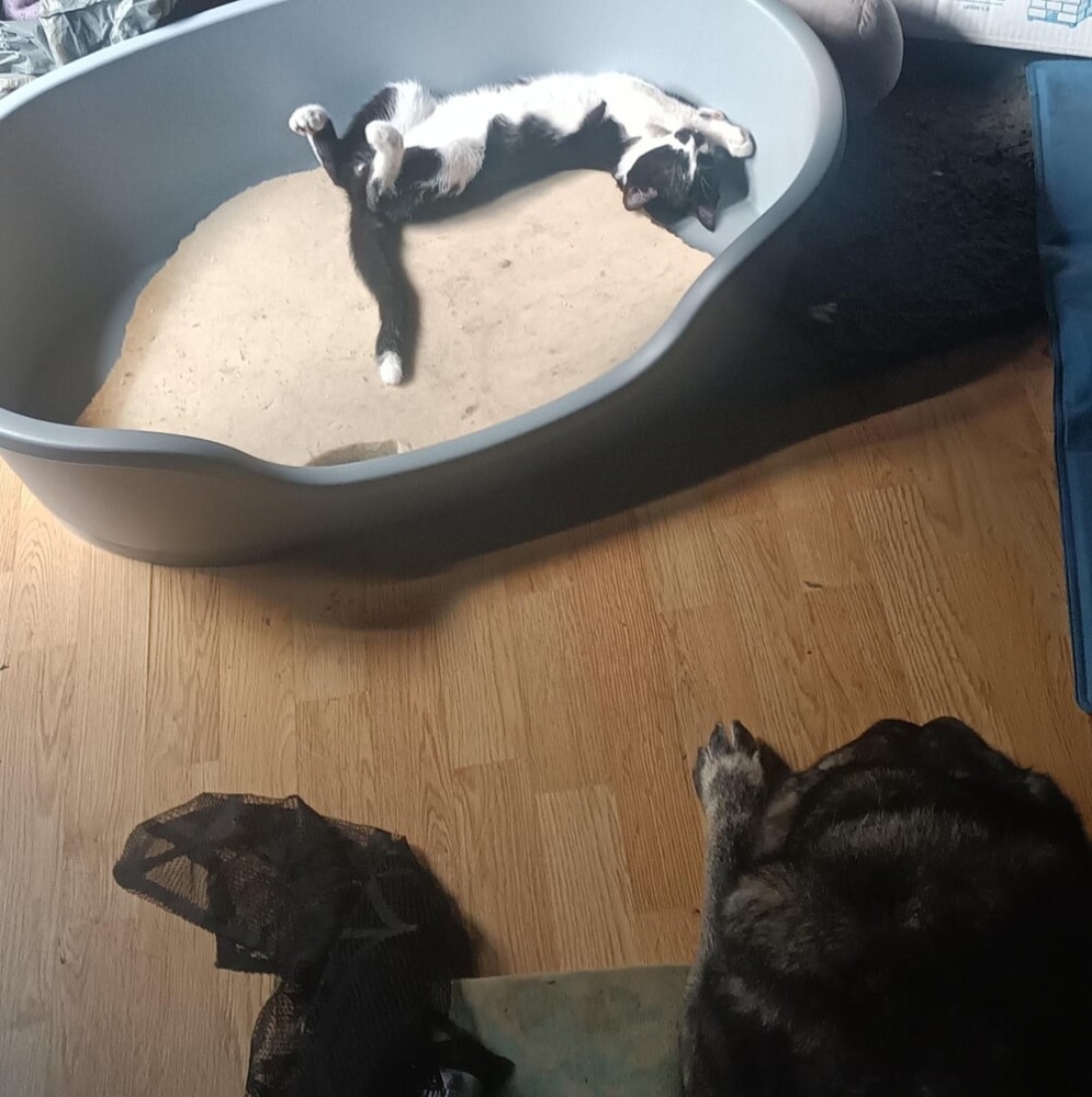 
        20&nbsp;примеров занятий котиков, считающих, что&nbsp;их&nbsp;никто не&nbsp;видит    