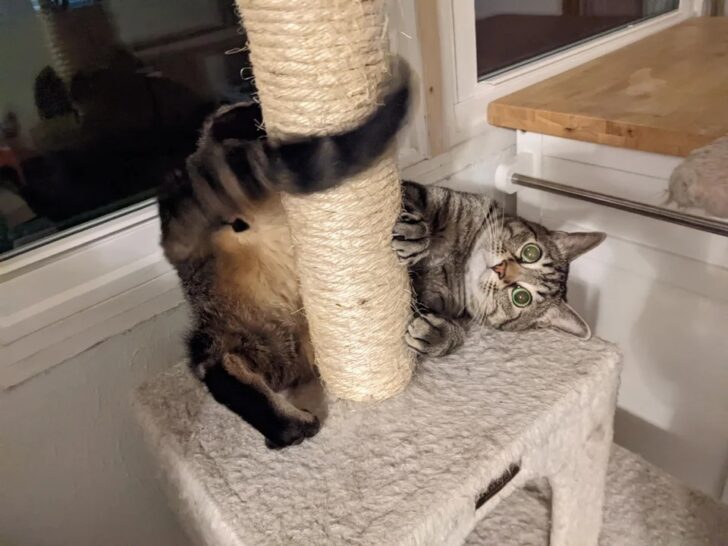 Подборка фотографий со смешными котами (22 фото)