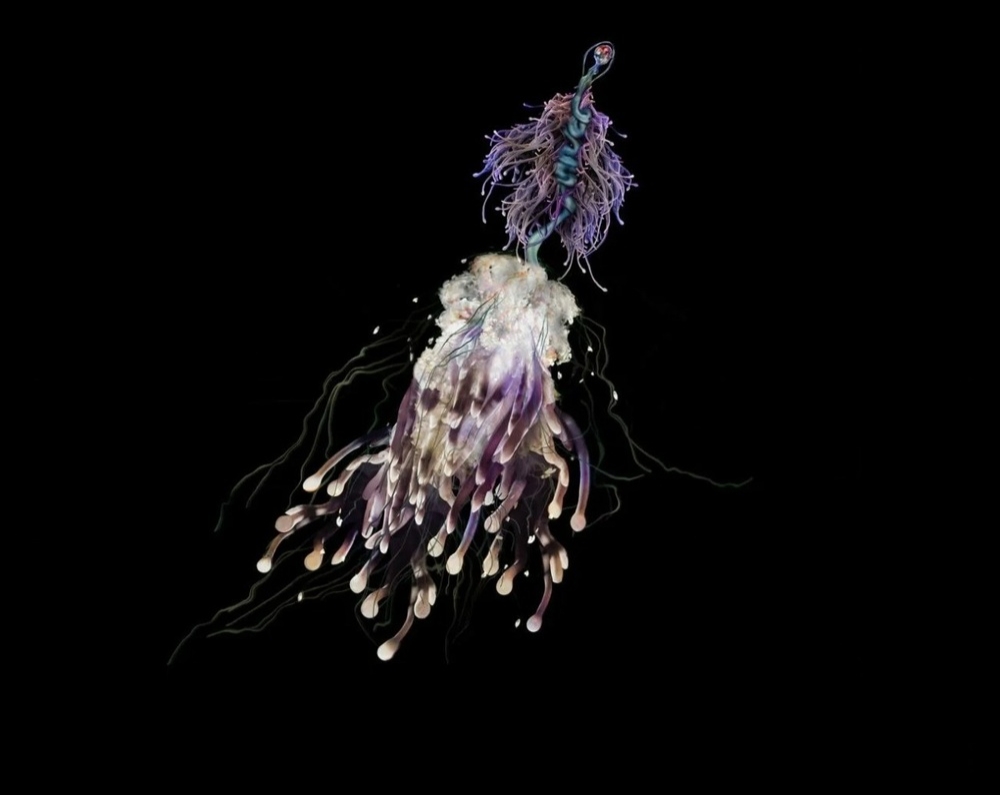 
        Батифиза шишковатая: макаронный монстр в&nbsp;реальности    