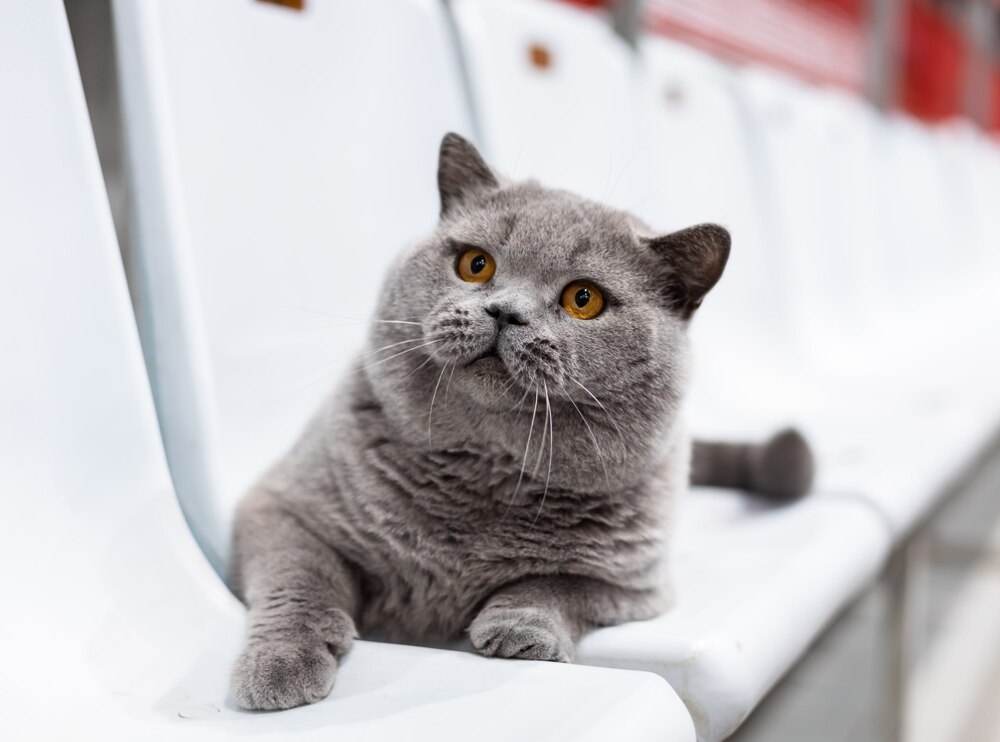 
        Кота из&nbsp;России признали самым красивым в&nbsp;мире    