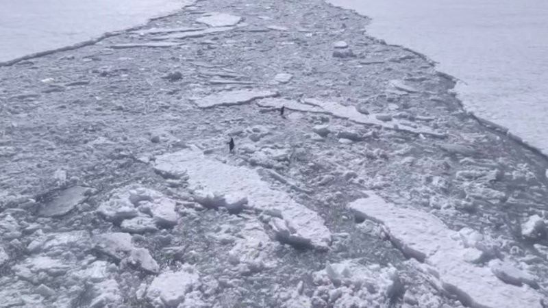 Пингвины-экстремалы устроили забег по льдинам в море Космонавтов
Пингвины-экстремалы устроили забег по льдинам в море Космонавтов