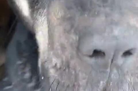 
        Рейдерский захват будки: коты оккупировали сторожевого пса    