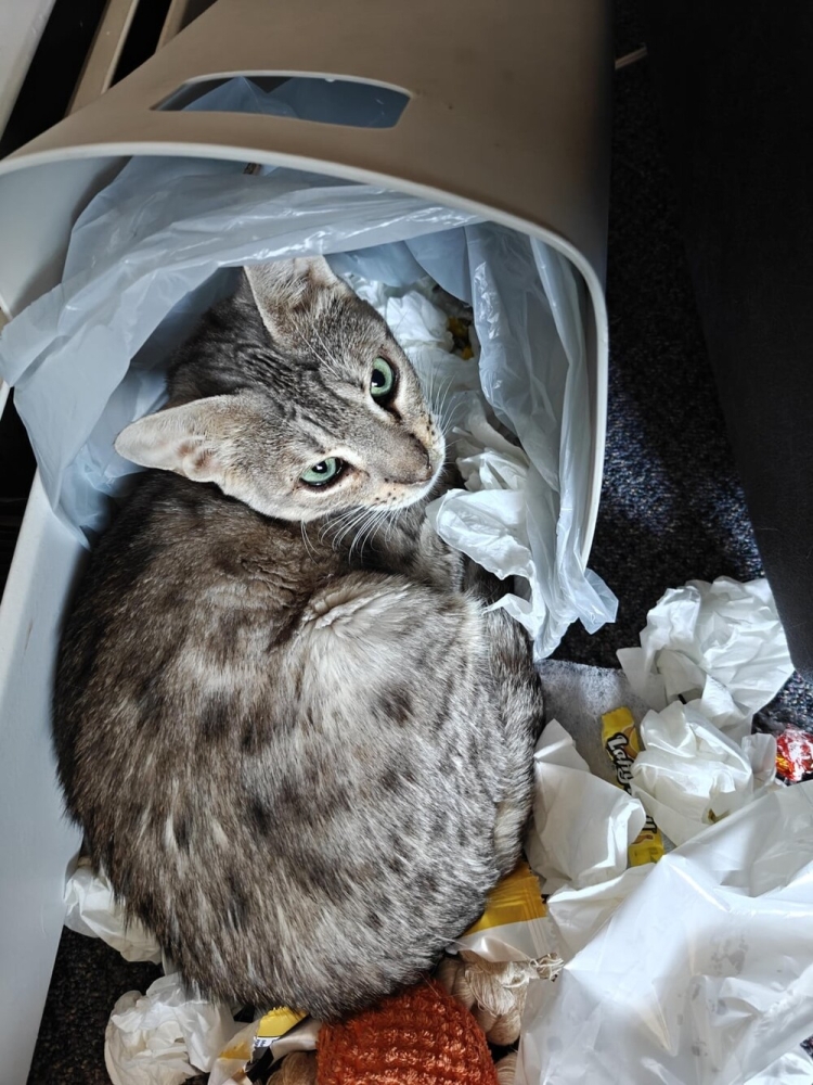 
        20&nbsp;примеров занятий котиков, считающих, что&nbsp;их&nbsp;никто не&nbsp;видит    