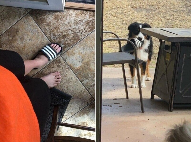 18 животных, которые перешли все границы дозволенного
18 животных, которые перешли все границы дозволенного