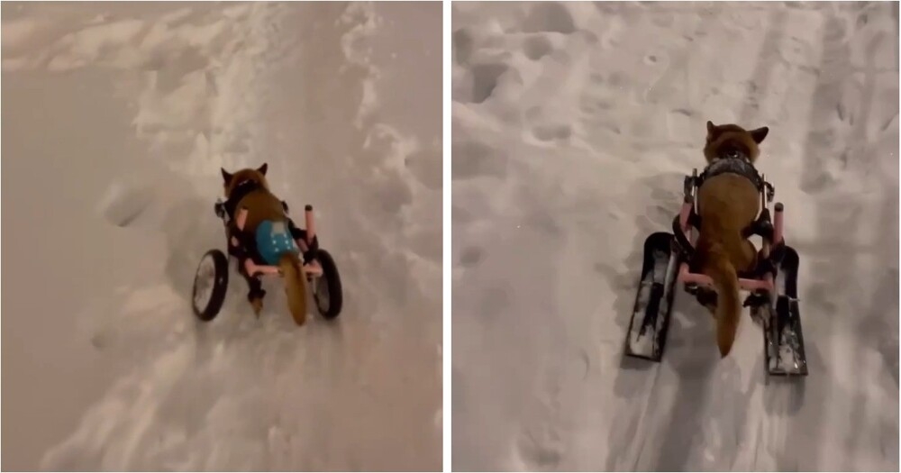 
        Москвичка улучшила инвалидную коляску своей собаки для&nbsp;прогулок по&nbsp;сугробам    