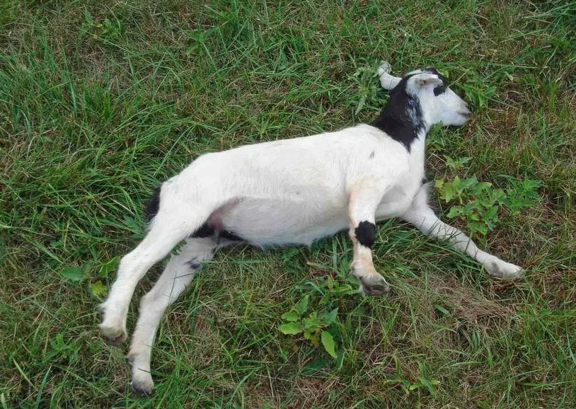 Обморочные козы: они вырубаются от любого чиха
Обморочные козы: они вырубаются от любого чиха