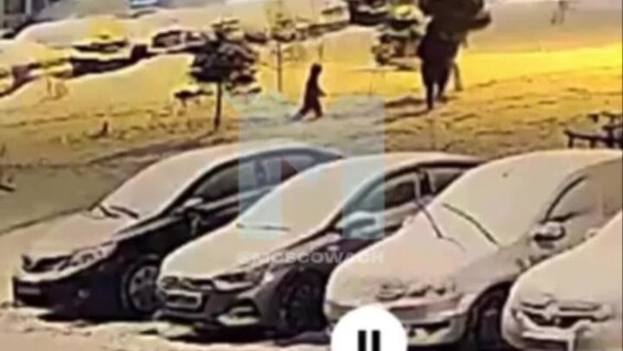 
        Семейная пара спилила ёлку во&nbsp;дворе жилого дома в&nbsp;Подмосковье    