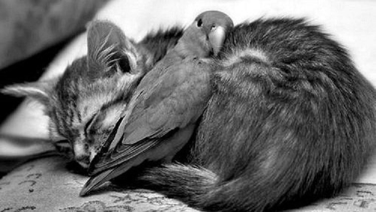 Коты блокадного Ленинграда
Коты блокадного Ленинграда