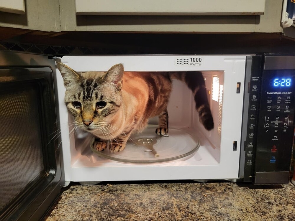 
        20&nbsp;примеров занятий котиков, считающих, что&nbsp;их&nbsp;никто не&nbsp;видит    