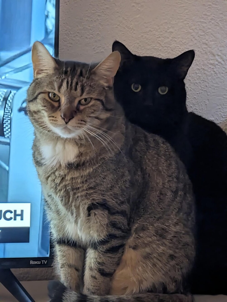 
        20&nbsp;кодов доступа к&nbsp;котонастроениям и&nbsp;которазвлечениям    