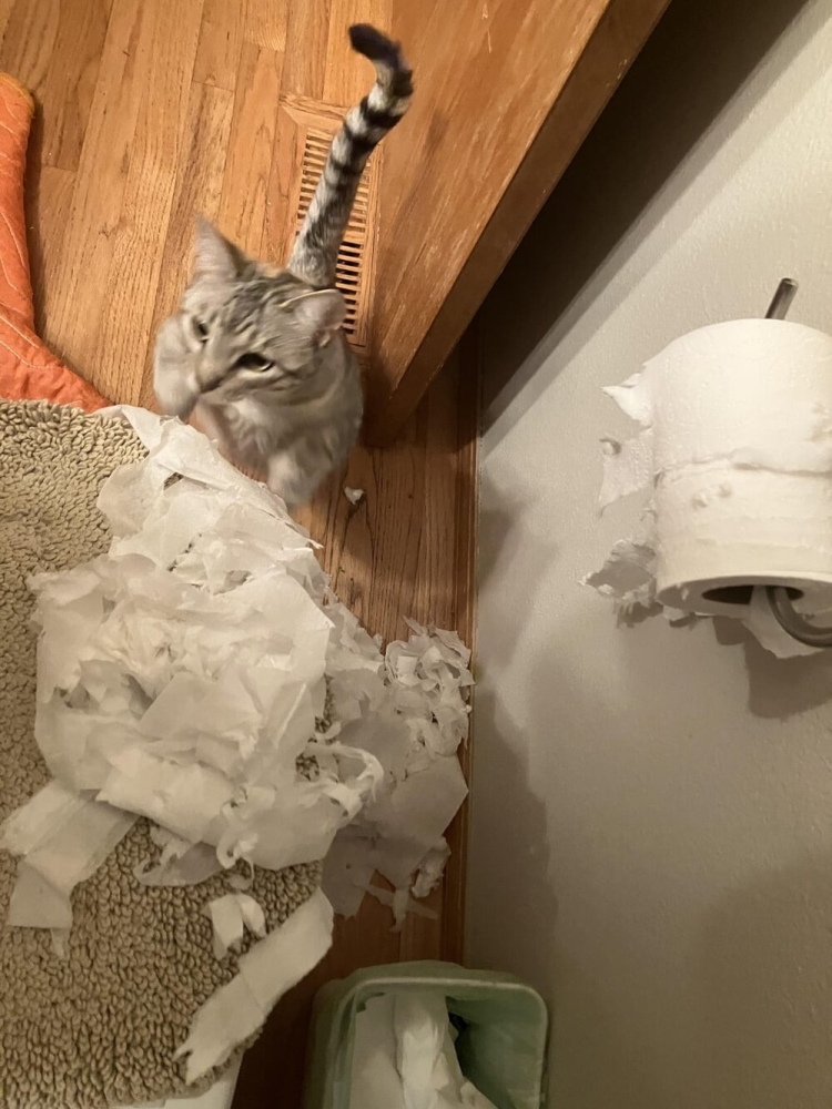 
        25&nbsp;вдохновляющих пушистых помощников, которые властвуют в&nbsp;домах и&nbsp;сердцах    