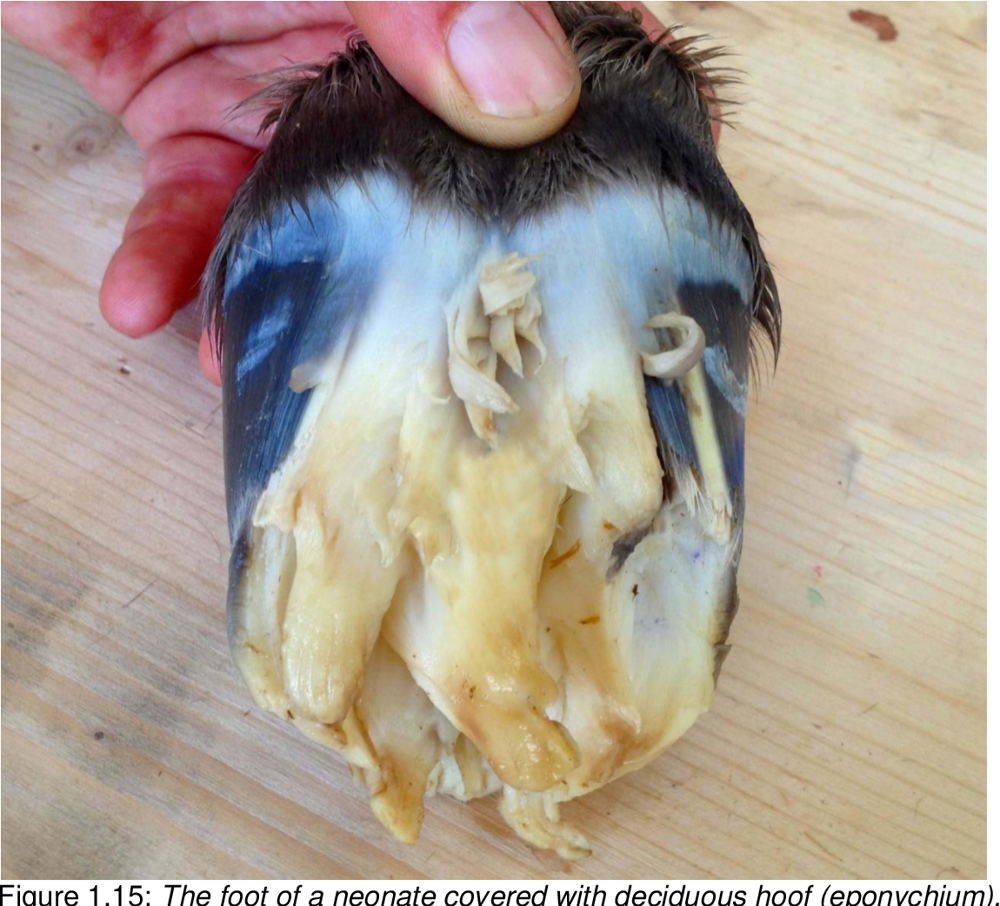 
        &laquo;Щупальца&raquo; на&nbsp;копытах жеребят    