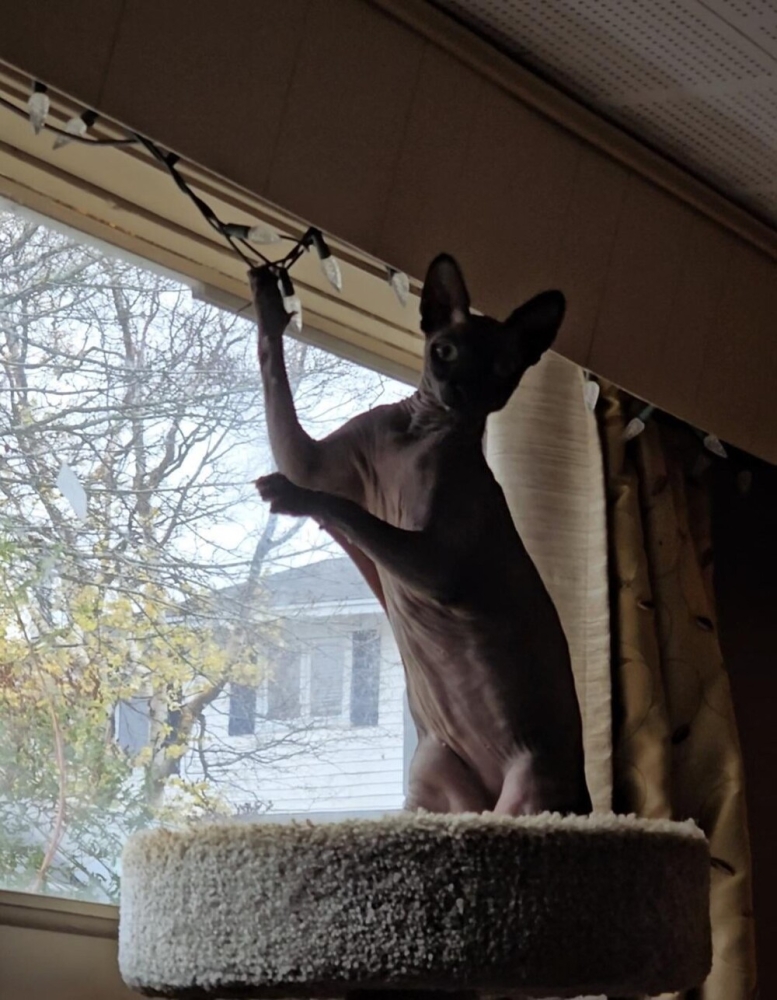 
        20&nbsp;примеров занятий котиков, считающих, что&nbsp;их&nbsp;никто не&nbsp;видит    