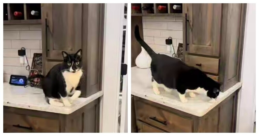 Пушистый симулянт
Пушистый симулянт