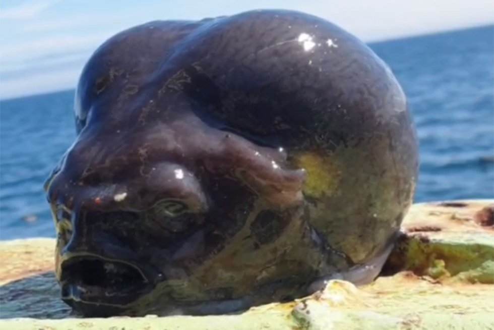 
        Аптоцикл: рыба-недоразумение    