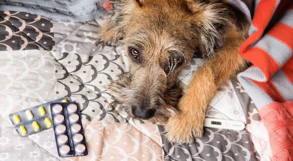 
        Как&nbsp;хозяева собак хитрят, чтобы дать им&nbsp;лекарства    