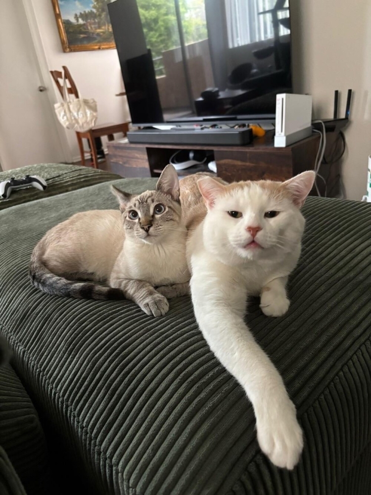 
        20&nbsp;кодов доступа к&nbsp;котонастроениям и&nbsp;которазвлечениям    