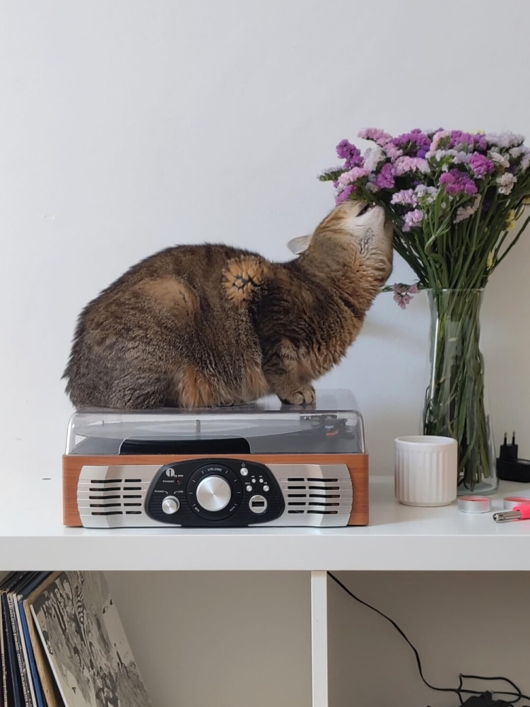 
        25&nbsp;вдохновляющих пушистых помощников, которые властвуют в&nbsp;домах и&nbsp;сердцах    