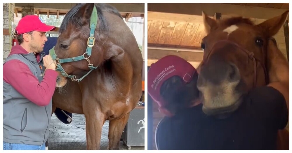 
        Как&nbsp;работает конный мануальный терапевт    