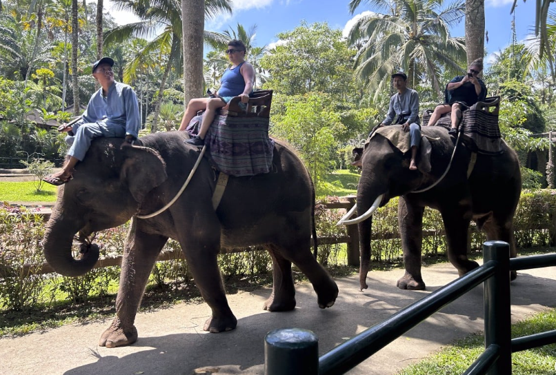 На слонах больше не покатаешься – лавочку прикрыли
На слонах больше не покатаешься – лавочку прикрыли