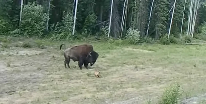 
        "Хорошая попытка": питбуль переоценил свои силы, когда решил "напасть" на&nbsp;бизона    