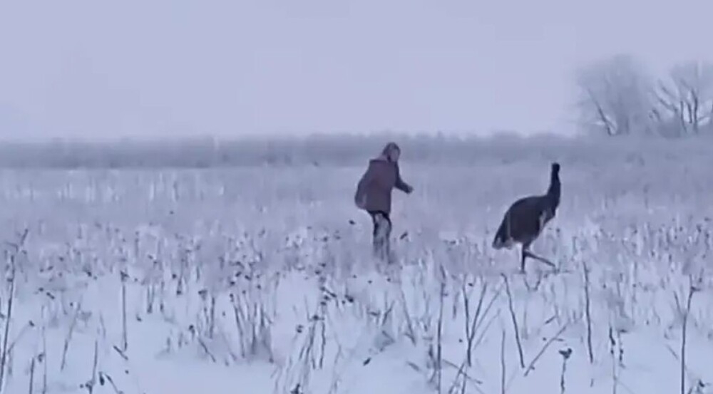 Страуса, сбежавшего в заснеженные поля Ленобласти, ловили 7 часов
Страуса, сбежавшего в заснеженные поля Ленобласти, ловили 7 часов