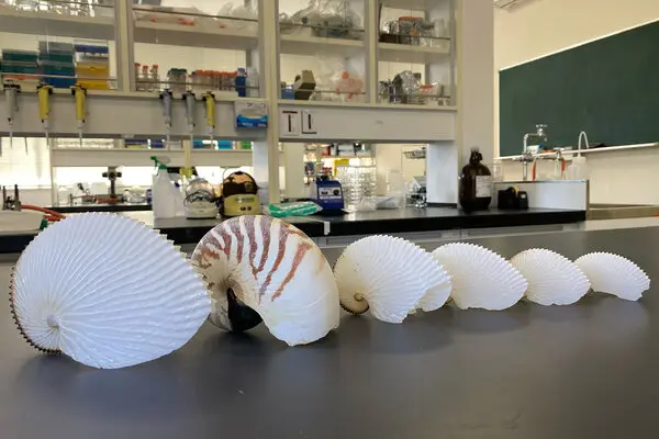 
        Аргонавт: осьминог с&nbsp;раковиной, которая ни&nbsp;от&nbsp;чего не&nbsp;защищает    